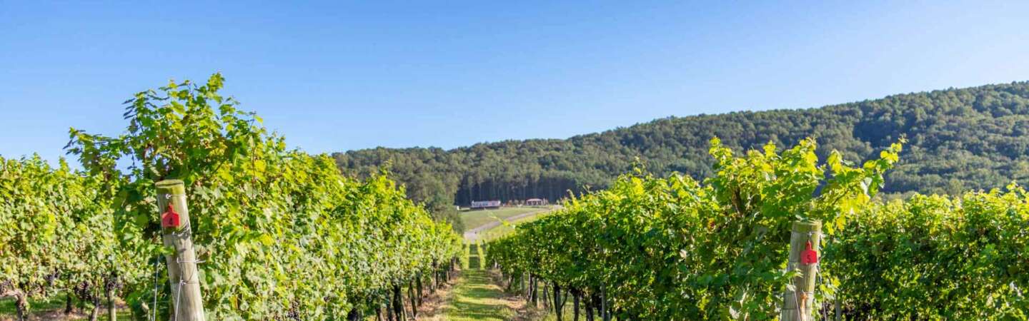 North Carolina Wineries