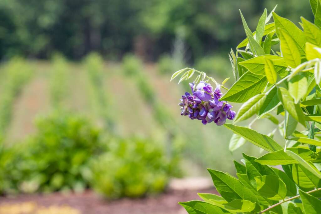 Flowers and Vines