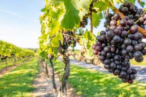 Grapes at Piccione Vineyards