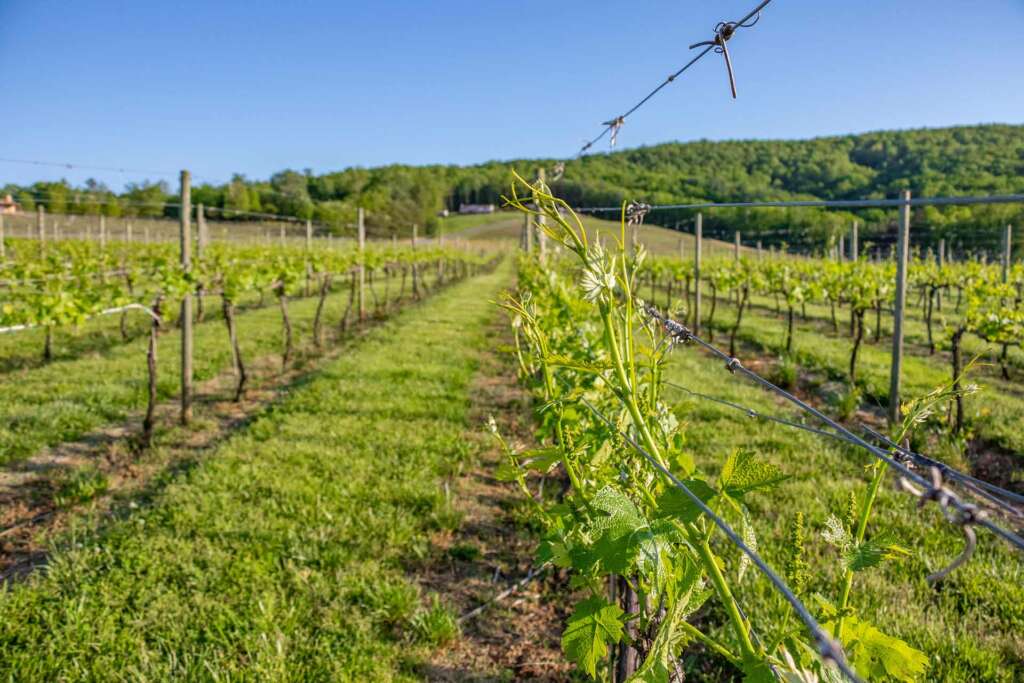 Vineyard View